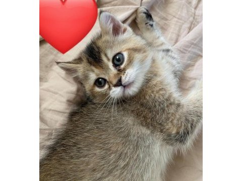 British shorthair golden yavrumuz yeni yuvasını arıyor