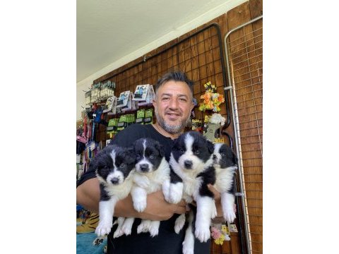 En zeki ırk border collie yavruları