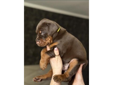 Doberman yavrularımız