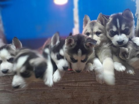 Orjinsl husky yavrularimiz