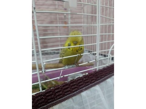 Şov jumbo takım muhabbet kuşu