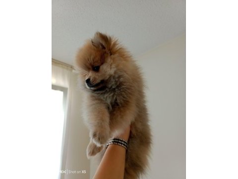 3 aylık çok akıllı pomeranian