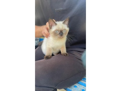 Siyam kedisi bebek