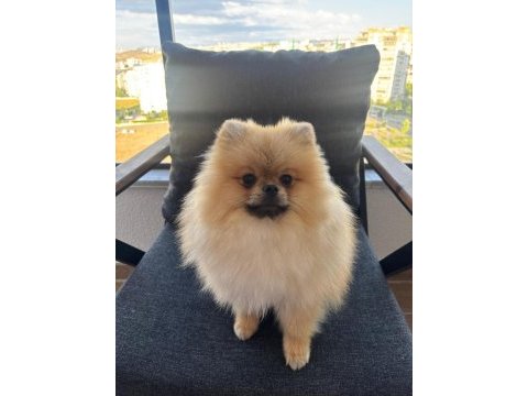 2 yaşında pomeranian teddy face oğlumuzu veriyoruz