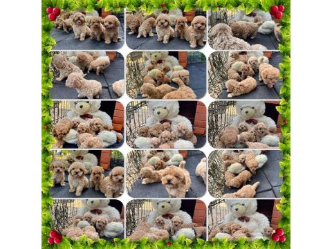 Google görsellerde bile olmayan maltipoo köpeklerimiz