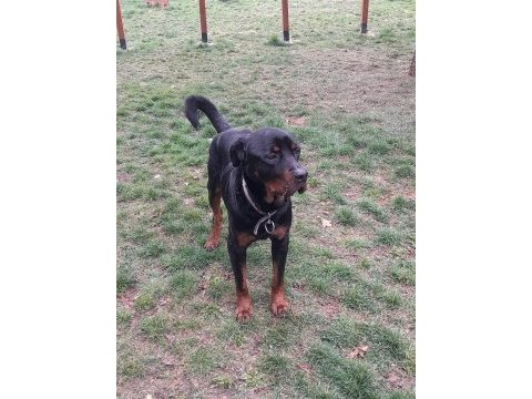 Koca kafa rottweiler eğitimlidir 1 yaşında