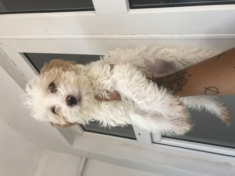 Çok acil çok uygun maltipoo