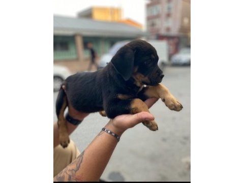 Son kalan dişi rottweiler yavrumuz
