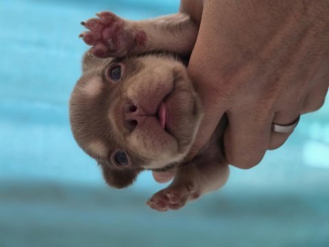 New shade rojo and tan dişi french bulldog yavrumuz izmir