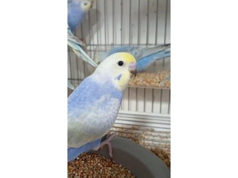 Yeni yeme düşen rainbow muhabbet kuşu bebekler