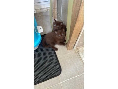 Nadir bulunan ayı surat çikolata kedimiz