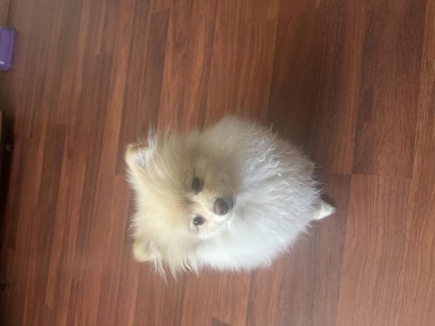 Pomeranian boo 3 aylık