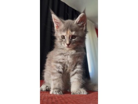 2 aylık dişi maine coon yavrusu