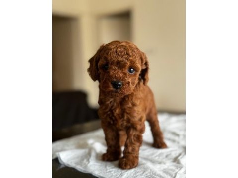 A kalite orjinal toy poodle