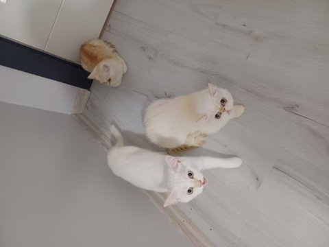 Anne exotic baba scottish iki yavru 4.5 beş aylık 2 yavru