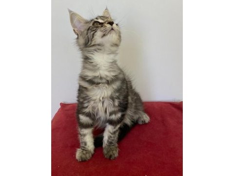 Mco dişi silver tabby