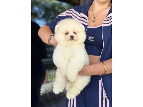 Show kalite erkek pomeranian boo