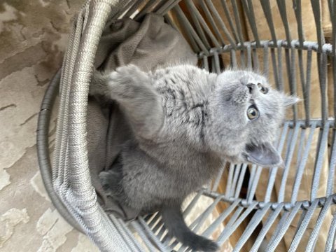 British shorthair dişi oyuncu yavru kedimiz