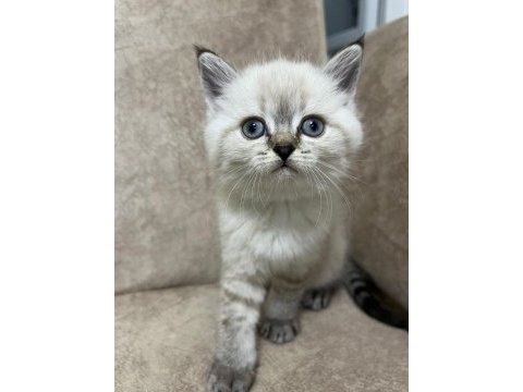 Safkan british shorthair ayı surat top kafa bebiş