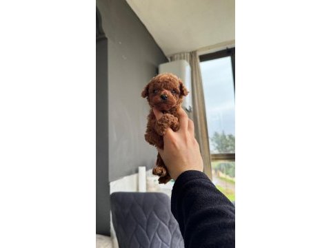 Kore teacup toy poodle yavrularımız