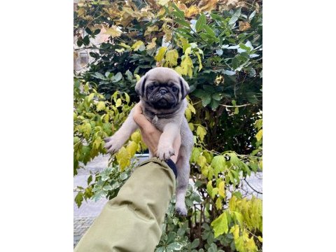 Birbirinden sevimli ve oyuncu pug yavrularım