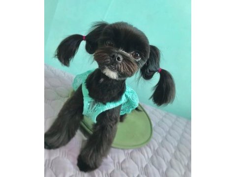 Morkie teacup çanta boy
