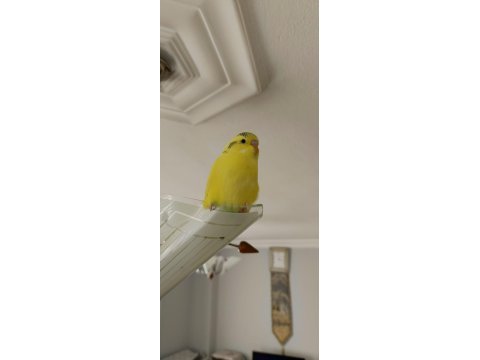 Limon sarısı jumbo kırmızı gözlü muhabbet kuşlarım