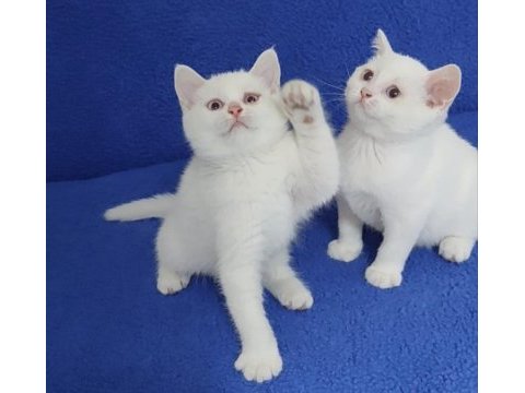 Mavi boncuklar teslime hazırdır