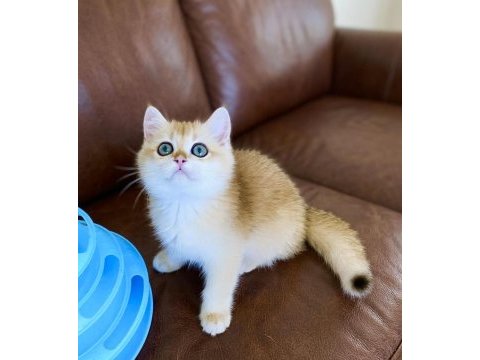 Safkan british shorthair golden ny12 erkek yavru