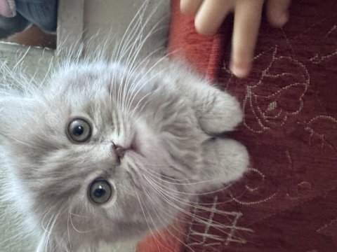 British longhair fiko yeni yuvasını arıyor