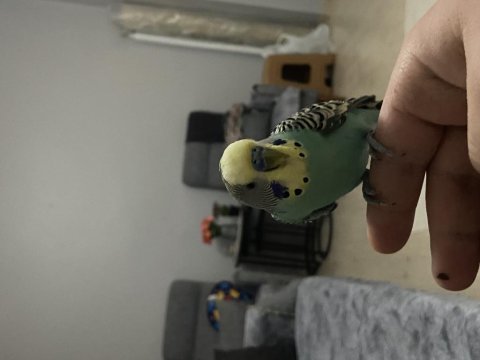 Konuşan elden koldan asla inmeyen muhabbet kuşu
