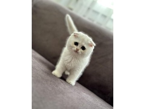 2 aylık sağlıklı scottish fold dişiler