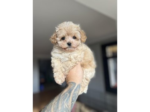 Dizayn ırk maltıpoo yavrularımız