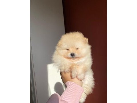 Erkek pomeranian yavrumuz
