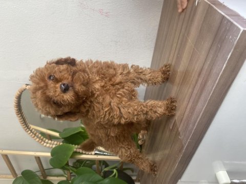 Kore kan orjinal erkek toy poodle