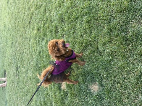 Ruhsatlı eğitim merkezimizden poodle yavrularım