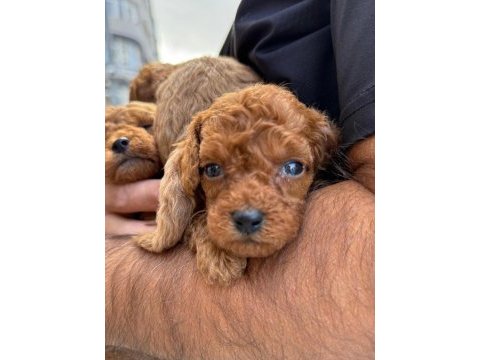 Toy poodle köpeğimiz