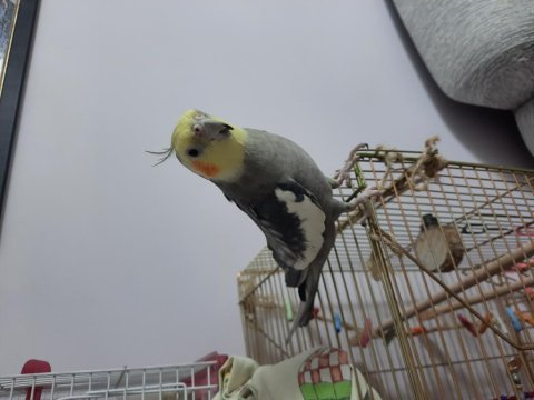 Eskişehir içi erkek sultan papağanı