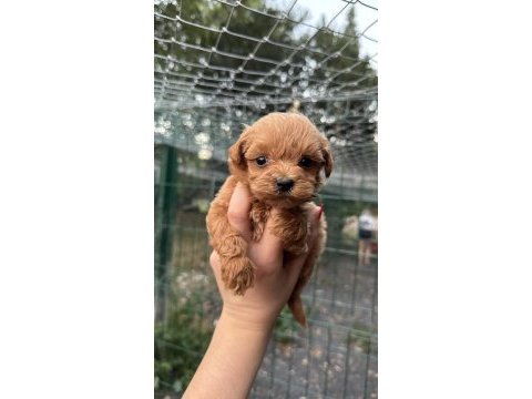 Yavru teacup maltıpoo
