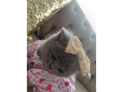 50 günlük sevimli british shorthair kız bebeğimiz