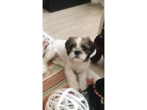 4 aylık orjinal safkan erkek şitsu yavrumuz