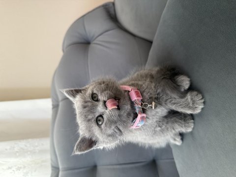 40 günlük dişi british shorthair