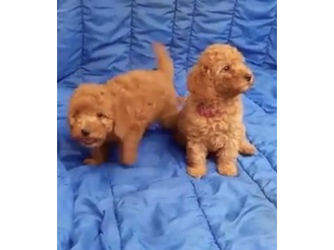 Toy poodle bulunmayan nadir renkler