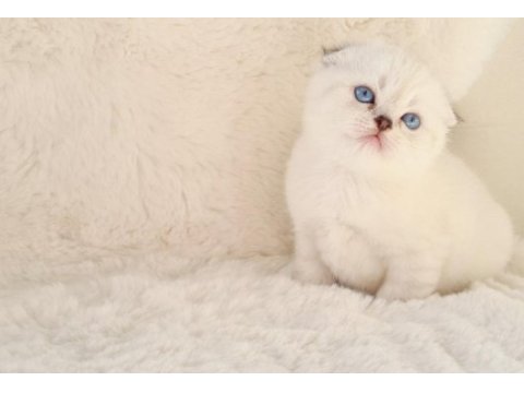 Panda surat sıfır kulak scottish fold dişi yavrum