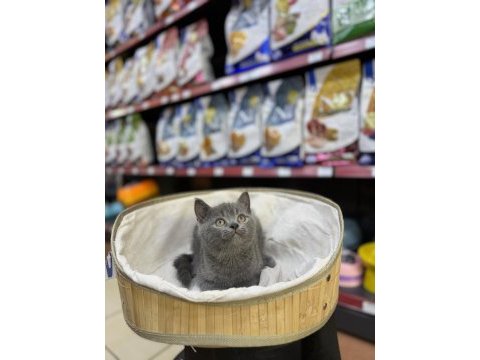 British shorthair yavrularımız