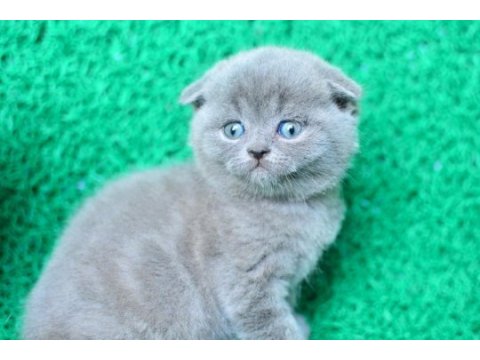 Mükemmel gri scottish fold shorthair 