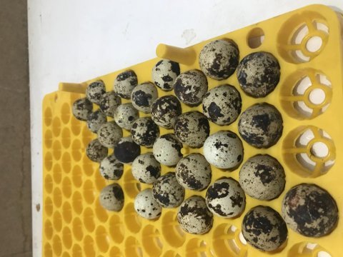 Bıldırcın yumurtası