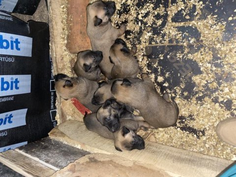 Malinois belçika kurdu yavruları safkan