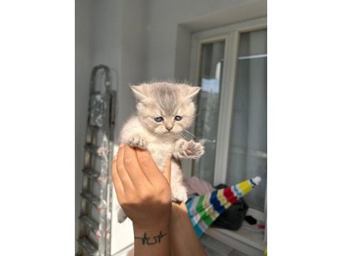 2.5 aylık bebek kediler
