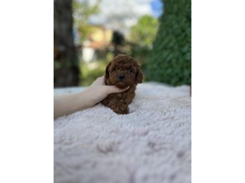 Birbirinden güzel üst kalite toy poodle bebekler